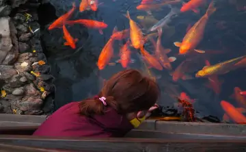 Девушка кормит рыб. Фото donnews.ru