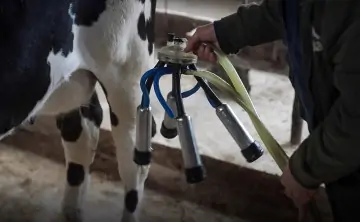 Доильный аппарат. Фото Эдуарда Корниенко, Известия