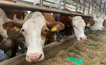 Коровы. Фото пресс-службы губернатора Ростовской области