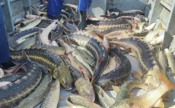 Русский осётр. Фото пресс-службы Всероссийского НИИ рыбного хозяйства и океанографии (ВНИРО)