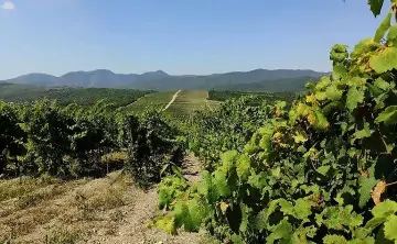 Виноградники. Фото Светланы Давыдовой, РИА Новости