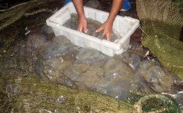 Медузы господствуют в Азовском море. Фото АзНИИРХ.