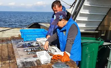 Основная проблема для рыбы — обилие медуз. Фото АзНИИРХ.