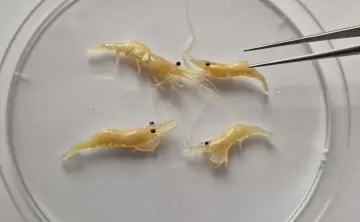 Дальневосточная креветка. Фото  с официального сайта АзНИИРХ