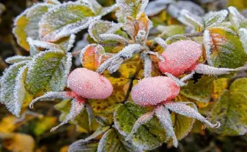 Заморозки. Фото пресс-службы регионального отделения МЧС России