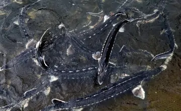 Азовское море сможет снова поставлять 5% мирового улова осетра. Фото Валерия Матыцина, ТАСС