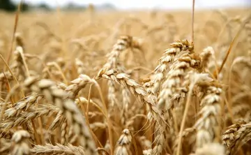 «Родные поля» закончили 2025 год с огромным убытком. Фото правительства Ростовской области.