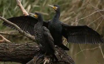 В Краснодарском крае баклан уничтожил 2/3 прудовой рыбы. Фото nature.kremlin.ru.