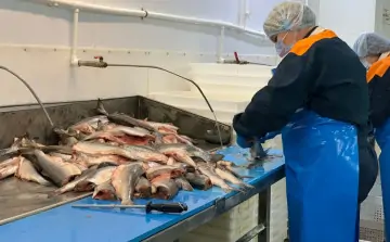 Живую рыбу сложно продавать напрямую. Для неё нужны аквариумы и специальные условия. Фото donnews.ru