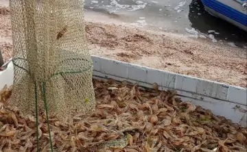 Креветки. Фото Азово-Черноморского филиала ГНЦ РФ ФГБНУ «ВНИРО» («АзНИИРХ»)