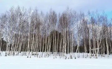 Лес. Фото для иллюстрации donnews.ru