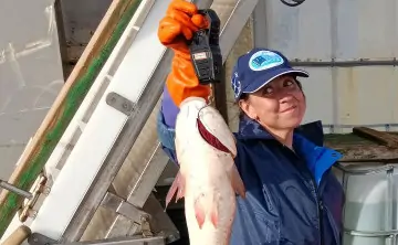 Свежепойманный пиленгас. Фото пресс-службы «АзНИИРХ»