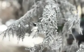 Ветки в инее. Фото donnews.ru