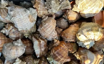 Рапаны. Фото с официального сайта АзНИИРХ