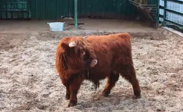Шотландская корова Хайленд. Скриншот с видео Евгении Кузнецовой из telegram-канала Ростовского зоопарка