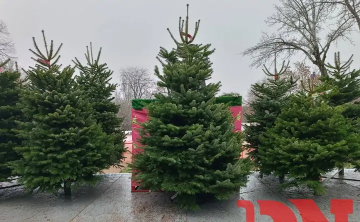 Ёлки. Фото donnews.ru