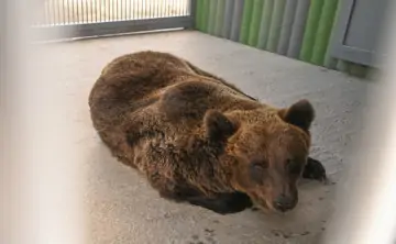 Медведей поселят в разных обновлённых вольерах. Фото пресс-службы администрации Ростова