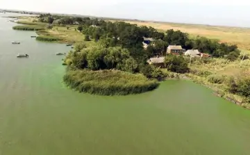 Рогоз доминирует в ассоциациях растений. Фото Самира Мисирова