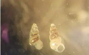 Моллюск эбала. Фото Екатерины Коваленко