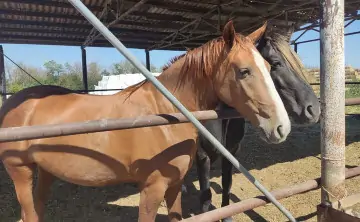 Лошади. Фото колхоза имени Мясникяна