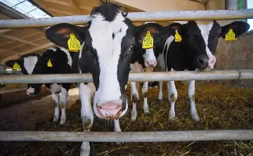 Коровы. Фото Евгения Одинокова, РИА Новости