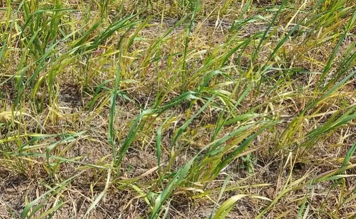 Озимая пшеница. Фото А. Сотникова с сайта ЮНЦ РАН