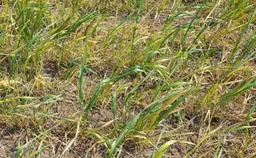 Озимая пшеница. Фото А. Сотникова с сайта ЮНЦ РАН