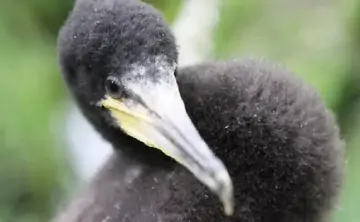 Чёрный баклан. Фото Игоря Зарембо /  РИА Новости