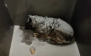 Собака Боня. Фото telegram-канала Shot