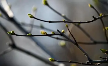Ветви деревьев. Фото Рамиля Ситдикова / РИА Новости