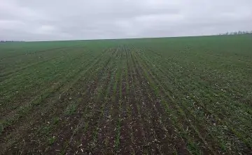 Озимые. Фото правительства Ростовской области