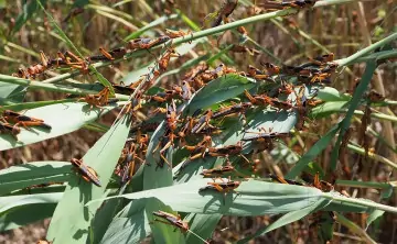 Саранча. Фото Виталия Тимкива / РИА Новости