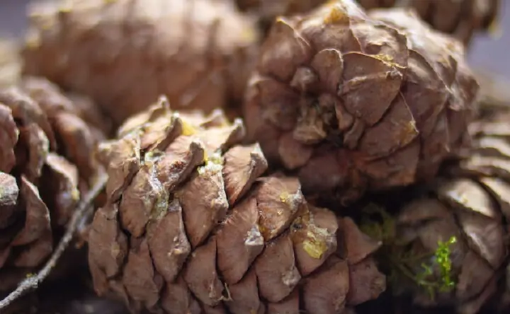 Шишки. Фото NEFT