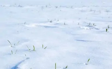 Озимые. Фото правительства Ростовской области.