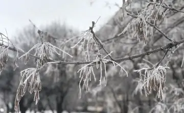Иней на деревьях. Фото donnews.ru