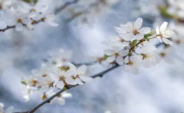 Цветение. Фото Дениса Демкова
