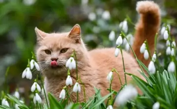 Кот в ландышах. Фото Константина Михальчевского, РИА Новости