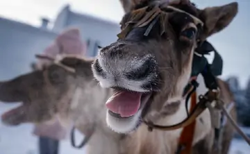 Олени. Фото правительства Ханты-Мансийского автономного округа