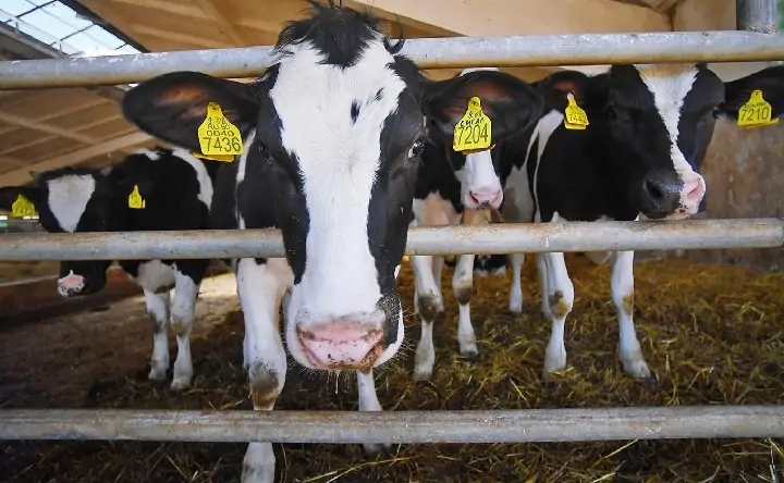 Корова. Евгений Одиноков, РИА Новости