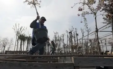 Саженцы. Фото Виталия Белоусова, РИА Новости