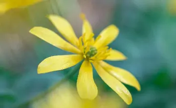 Цветок. Фото Дениса Демкова