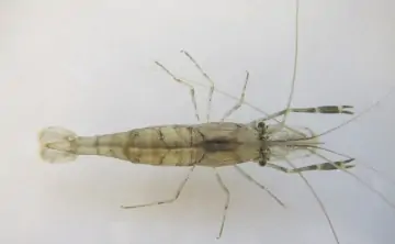 Вверх по Дону эта креветка доходит до Аксая. Фото invasions.si.edu
