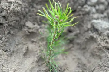 Саженец. Фото пресс-службы правительства Ростовской области.