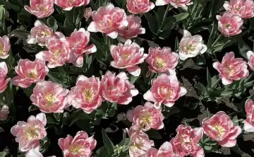 Цветы. Фото donnews.ru