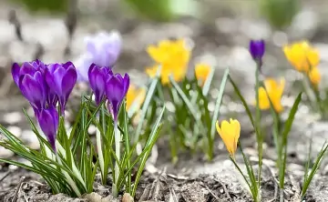 Крокусы. Фото donnews.ru