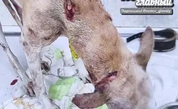 Пострадавшая собака. Фото из telegram-канала "Это Ростов"