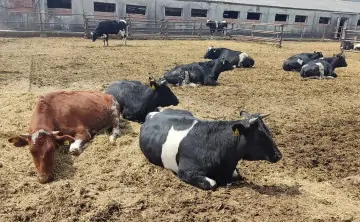 Коровы. Фото колхоза имени Мясникяна