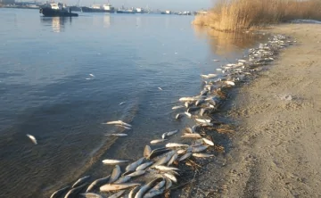 Замор рыбы. Фото министерства природных ресурсов и экологии Ростовской области