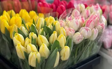 Тюльпаны. Фото donnews.ru