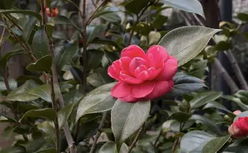 В Ростове посадят однолетники и многолетники. Фото donnews.ru